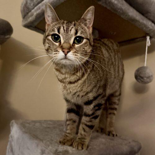 Enlarge Hera, a Adoptable mixed breed in Knoxville, TN image 3/5