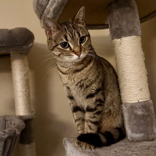 Enlarge Hera, a Adoptable mixed breed in Knoxville, TN image 5/5