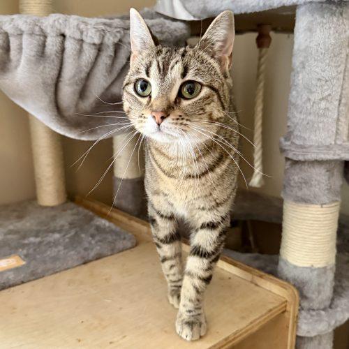 Enlarge Hera, a Adoptable mixed breed in Knoxville, TN image 5/5