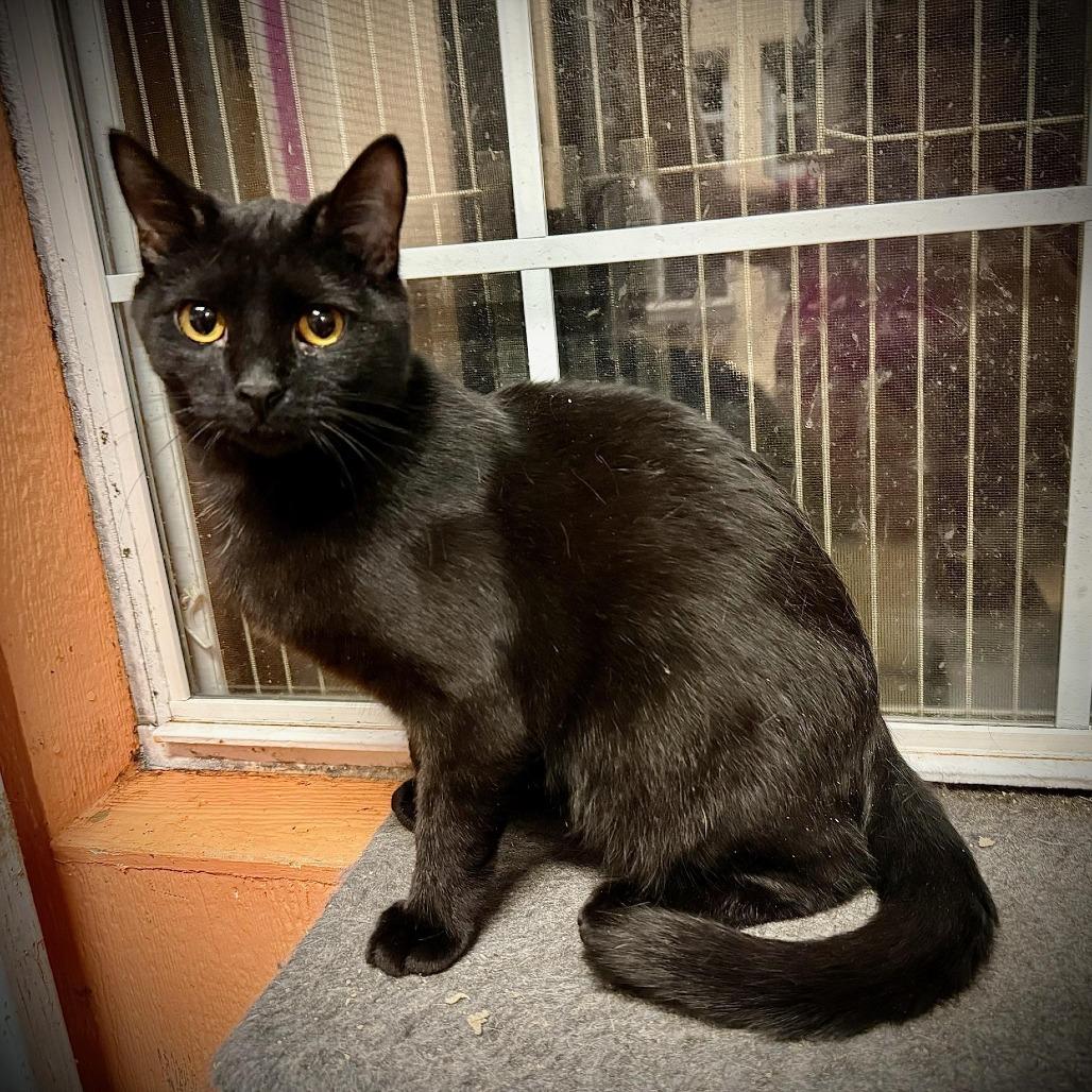 Monkey, Adoptable, Young Male Domestic Short Hair.