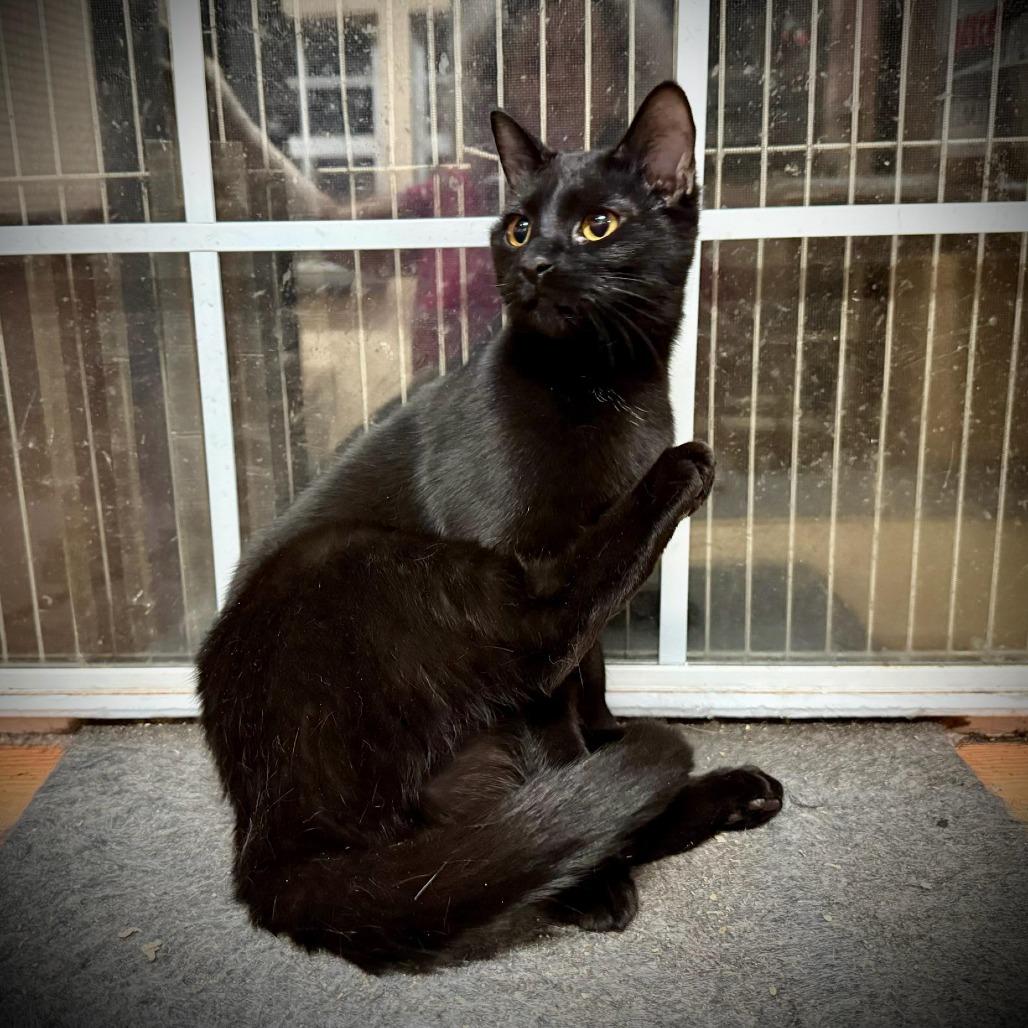 Enlarge Monkey, a Adoptable Domestic Short Hair in Tulsa, OK image 2/4