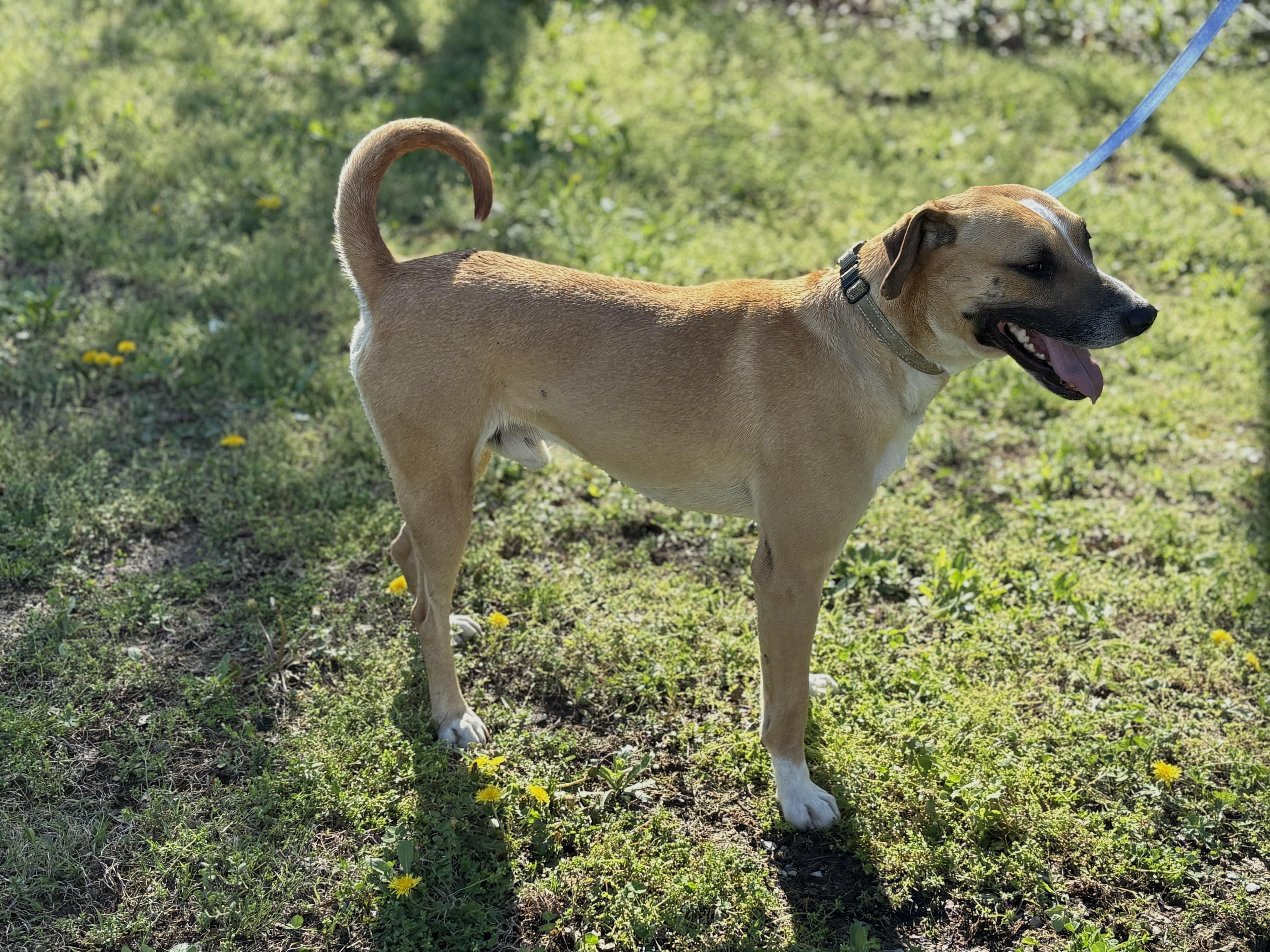 Dexter  Transport thumbnail 3