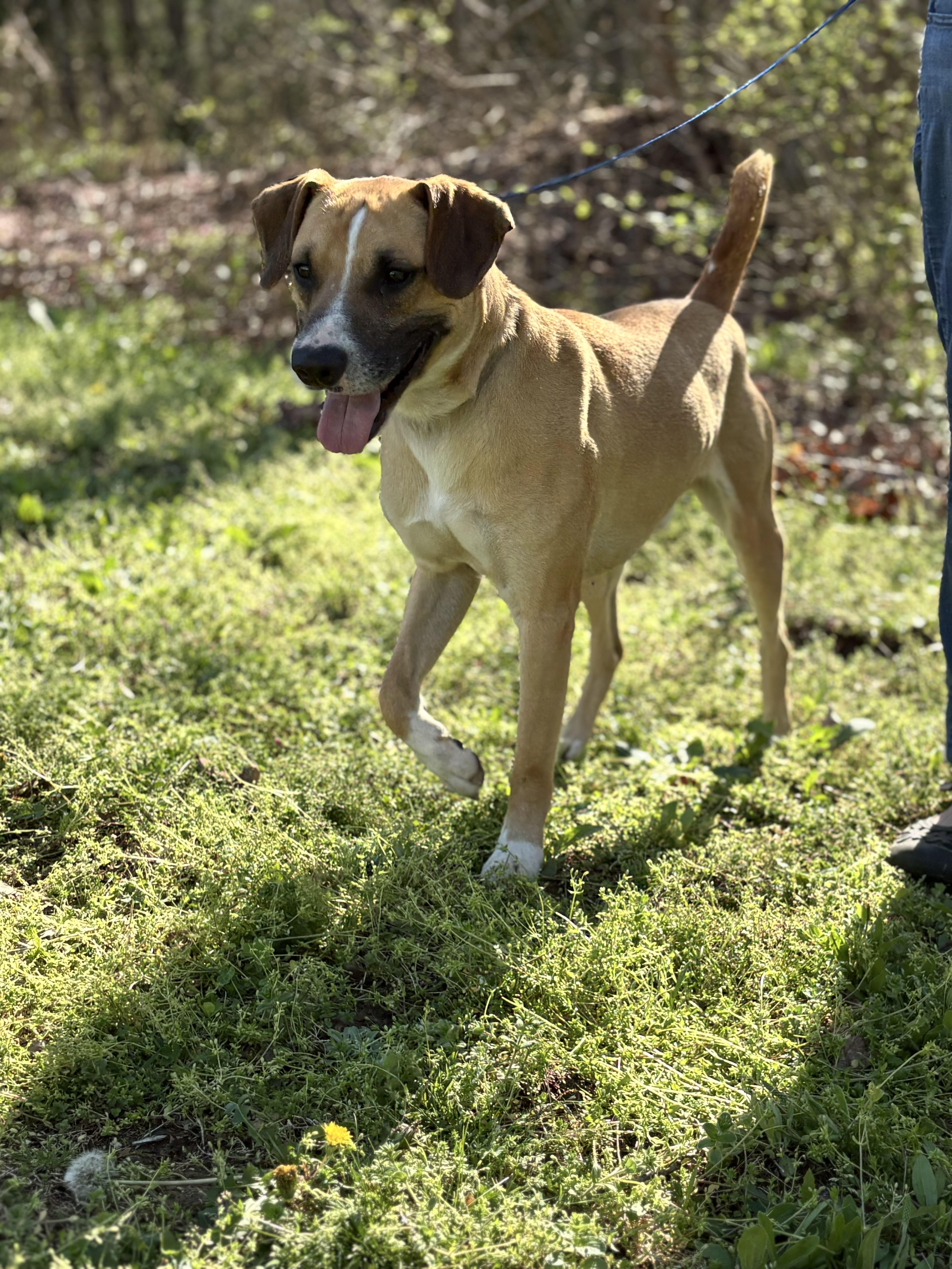 Dexter  Transport thumbnail 4