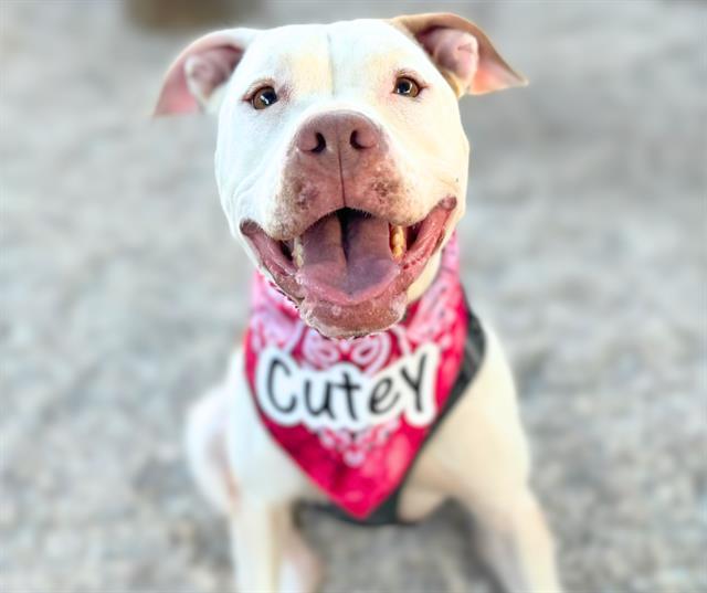 CUTEY*, Adoptable, Adult Female Pit Bull Terrier.