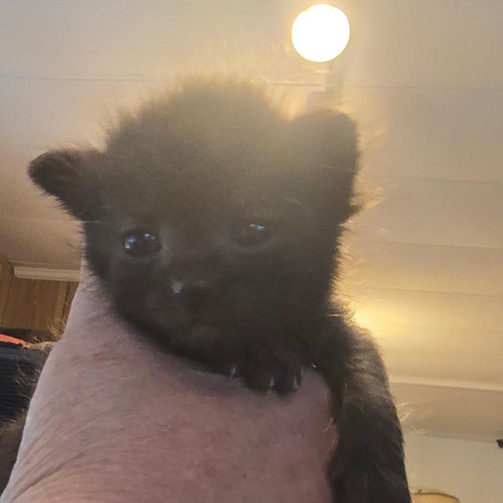 Stanley, Adoptable, Kitten Male Domestic Short Hair.