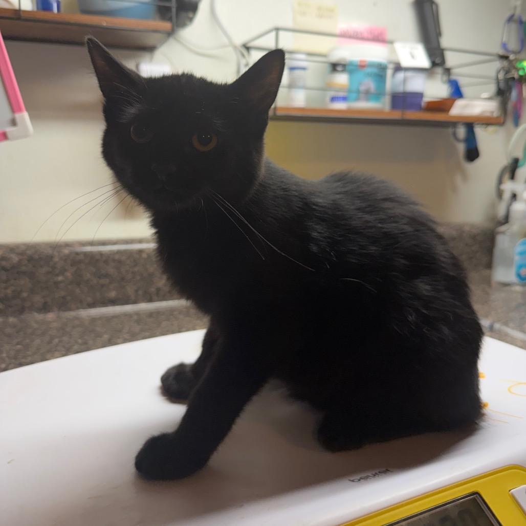 Enlarge Stanley, a Adoptable Domestic Short Hair in Hanna City, IL image 4/4