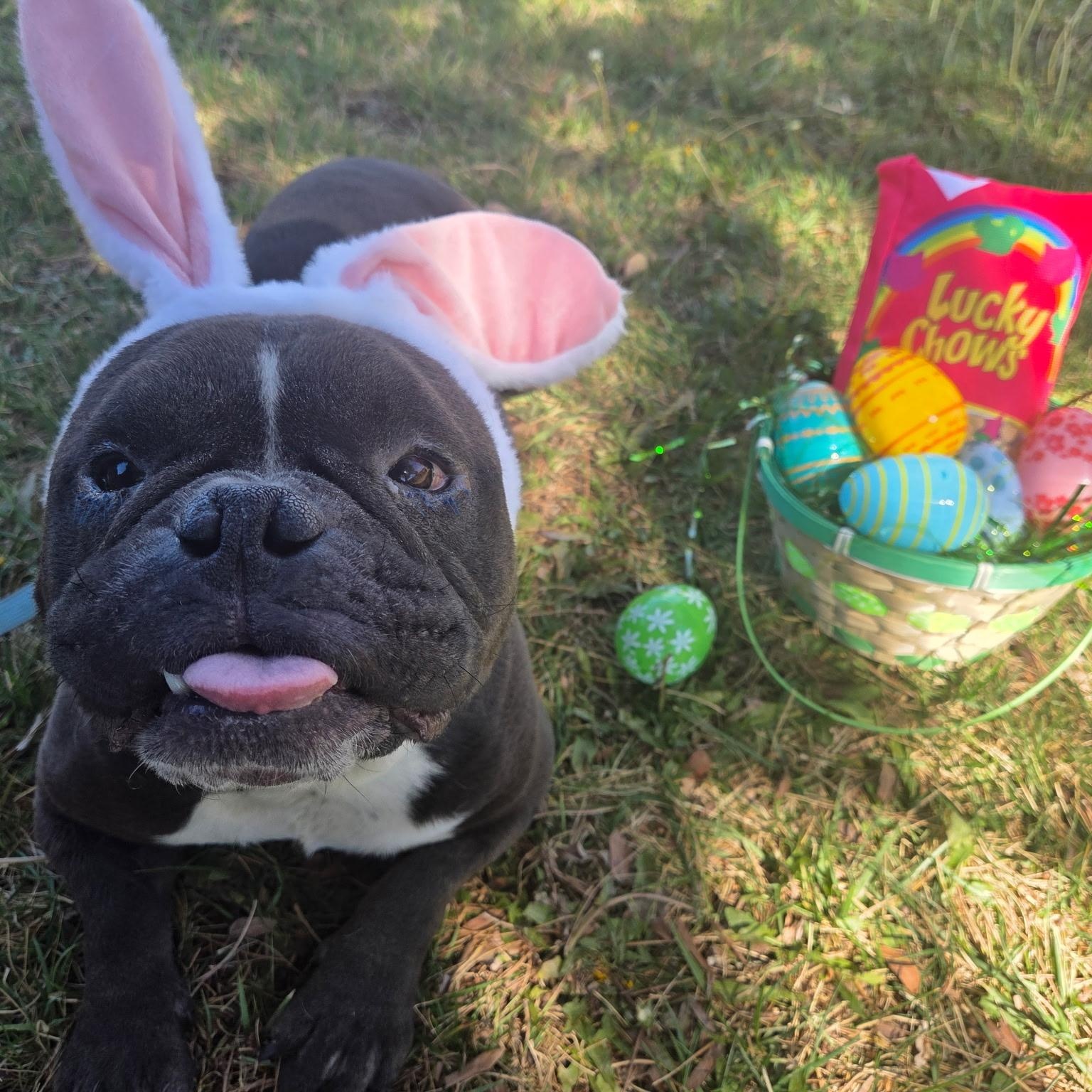 Motley, Adoptable, Adult Male French Bulldog & Mixed Breed.