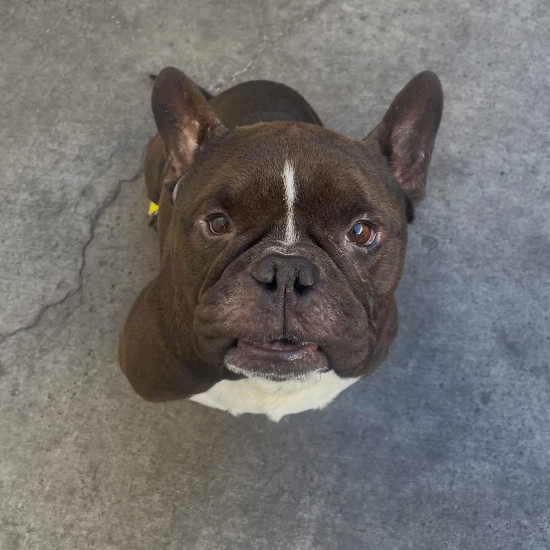 Enlarge Motley, a Adoptable mixed breed in Henderson, NV image 2/3