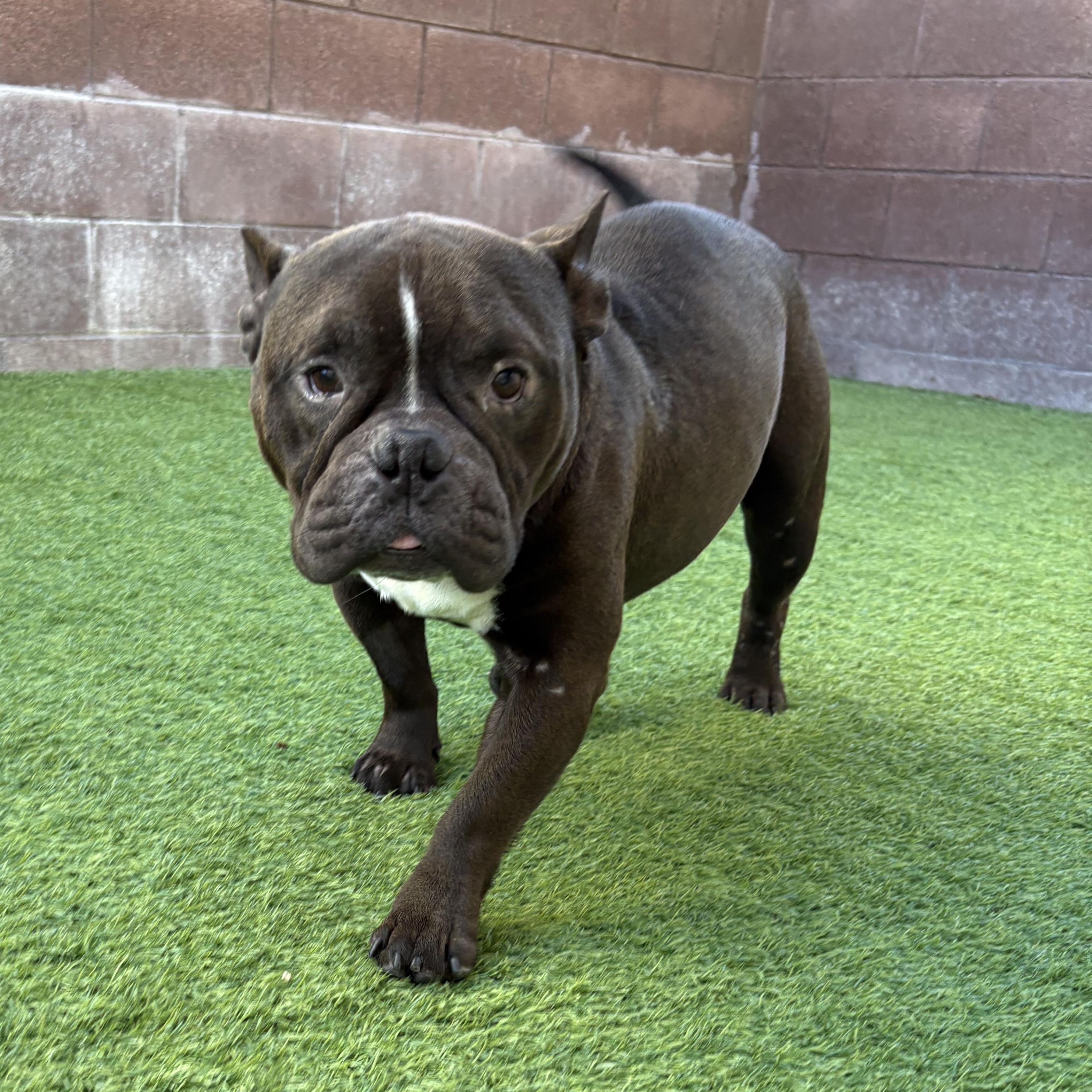 Enlarge Motley, a Adoptable mixed breed in Henderson, NV image 3/3