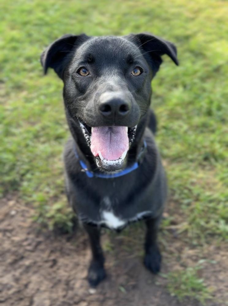 Enlarge Bubbie, a Adoptable mixed breed in Bemidji, MN image 1/4