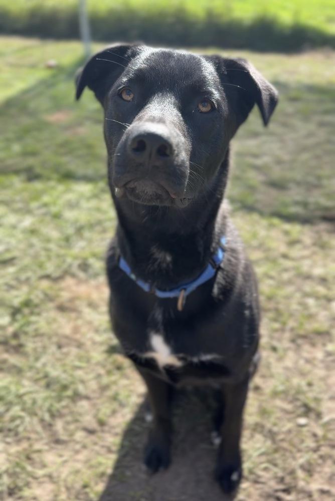 Enlarge Bubbie, a Adoptable mixed breed in Bemidji, MN image 2/4