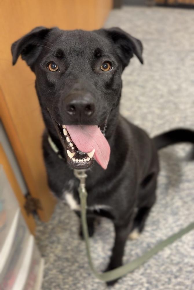 Enlarge Bubbie, a Adoptable mixed breed in Bemidji, MN image 3/4