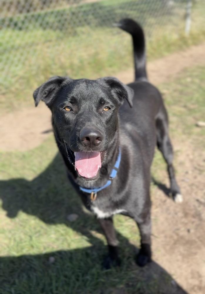Enlarge Bubbie, a Adoptable mixed breed in Bemidji, MN image 4/4