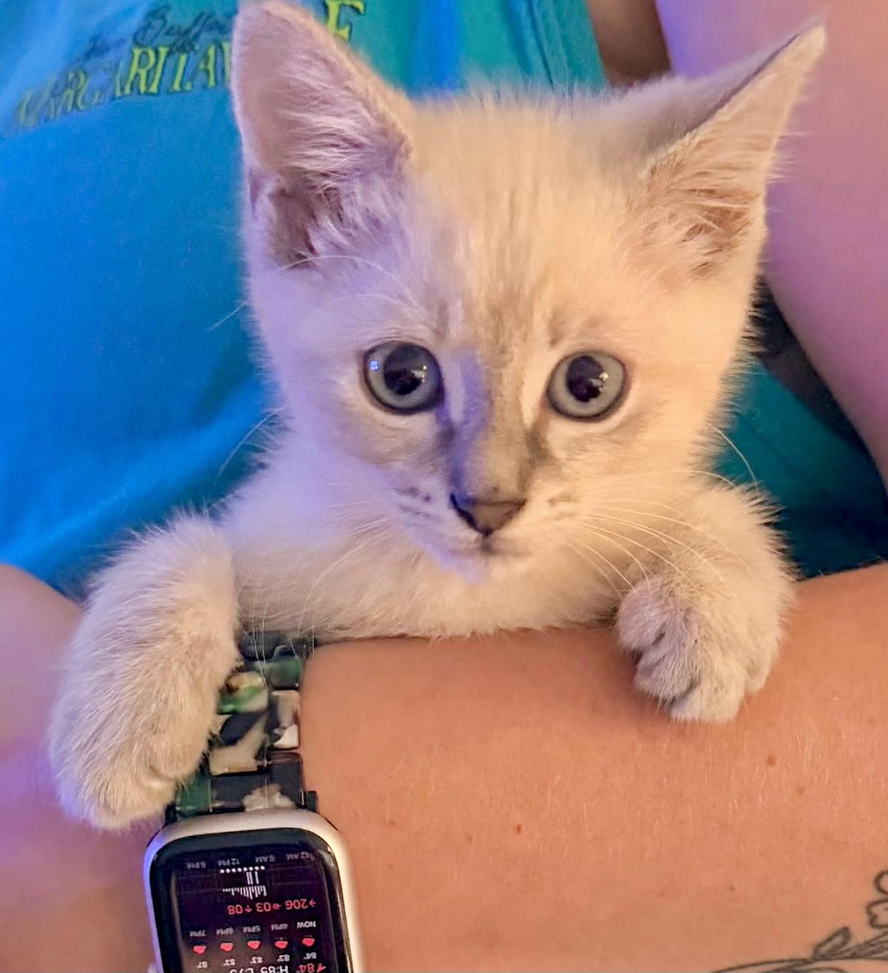 The Alleycat kittens, adopted, Kitten Female Siamese & Maine Coon.