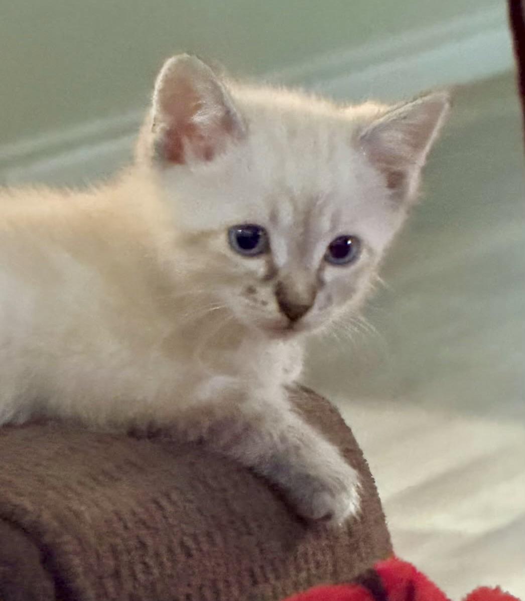 Enlarge The Alleycat kittens, an adopted mixed breed in Houston, TX image 5/6