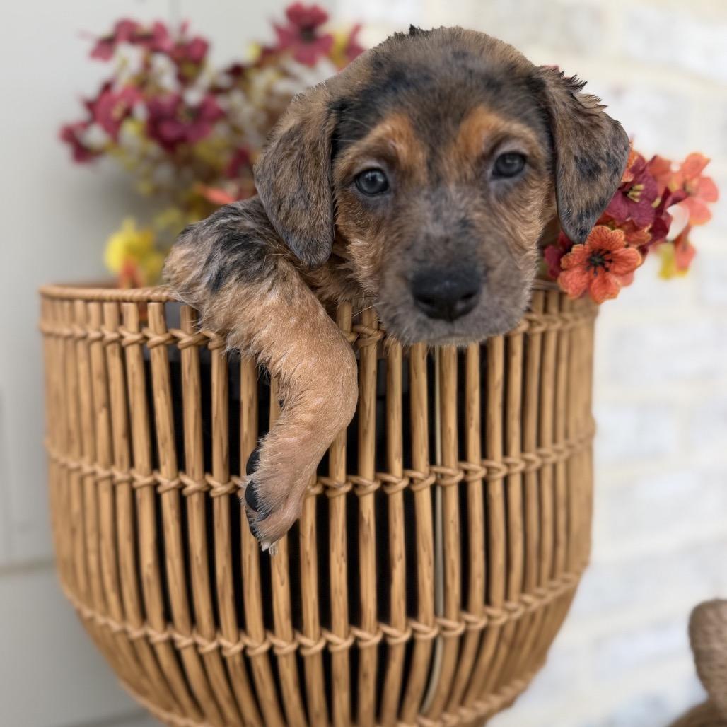 Janice, Adoptable, Puppy Female Catahoula Leopard Dog & Mixed Breed.