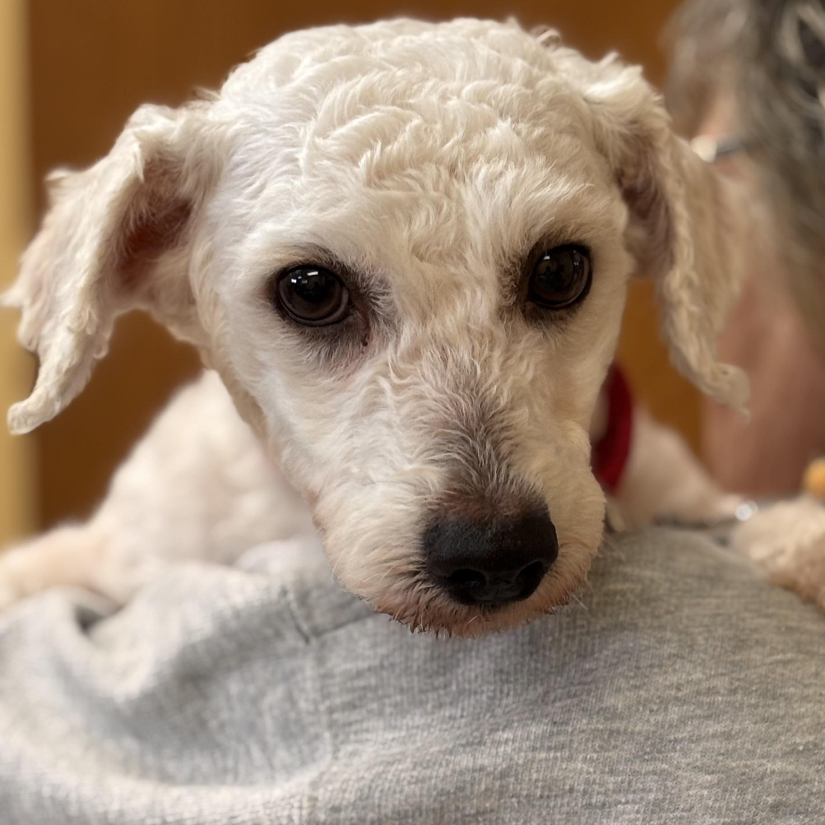 Rescue Millie, ADOPTABLE, Adult Female Bichon Frise.