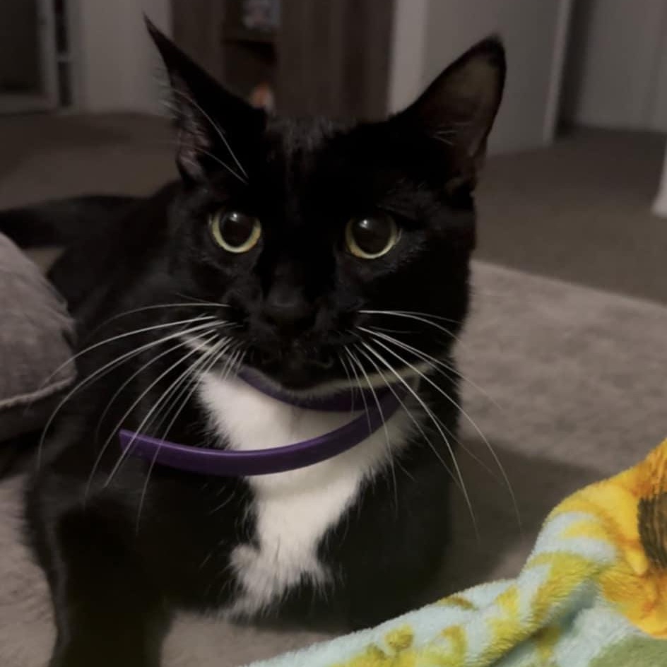 Beetlejuice, adopted, Young Male Tuxedo.