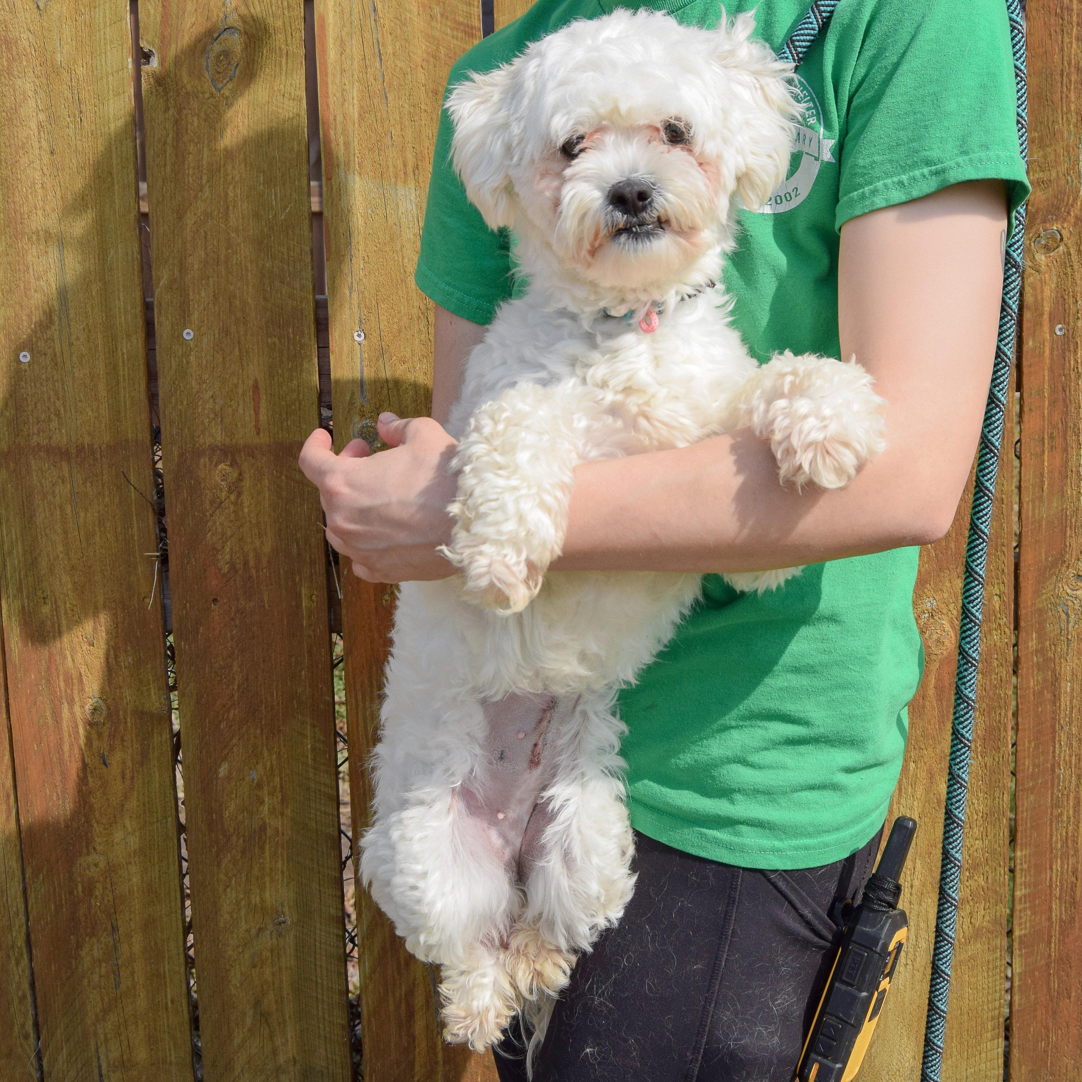 Enlarge Tofu, an adopted mixed breed in Huntley, IL image 3/5