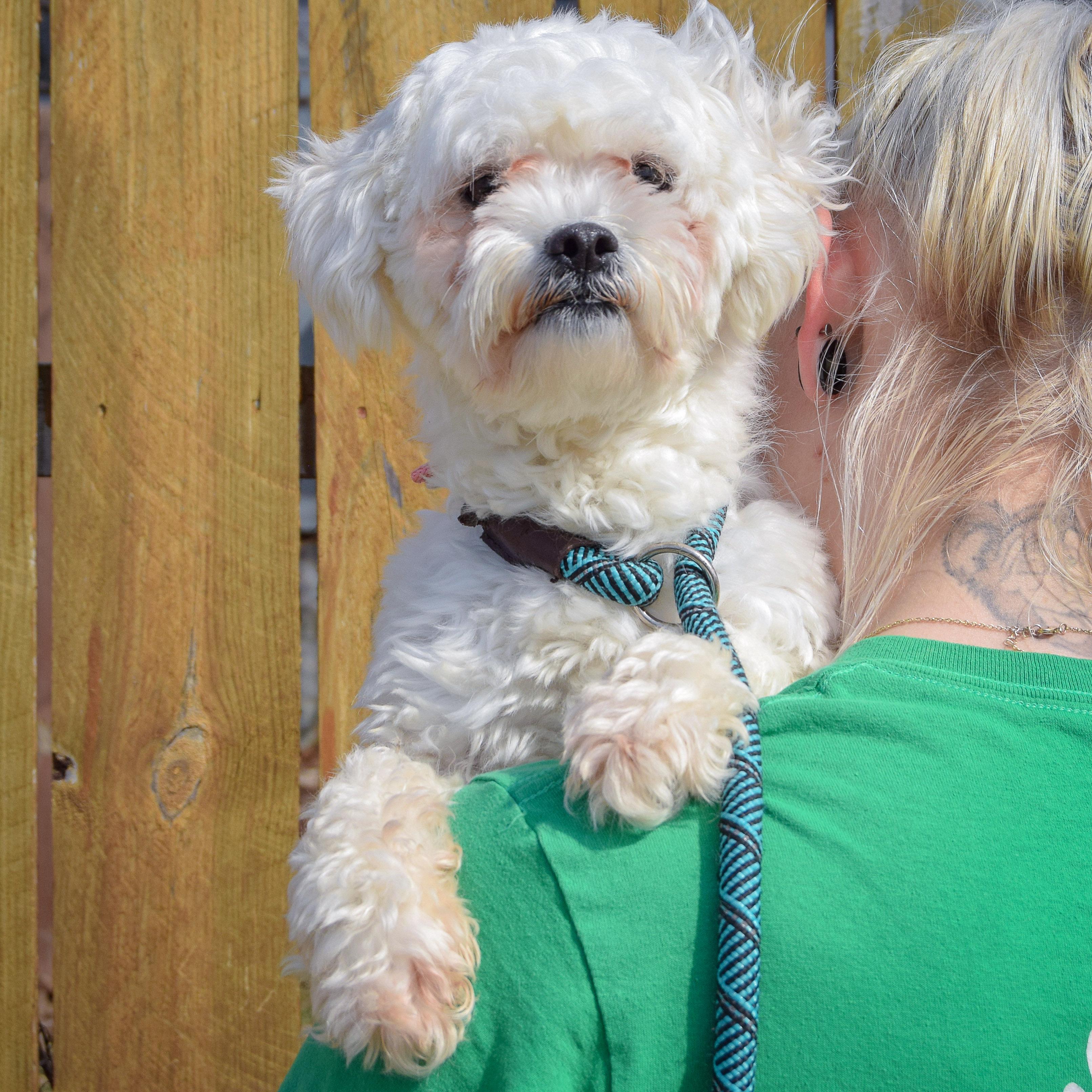 Enlarge Tofu, an adopted mixed breed in Huntley, IL image 5/5