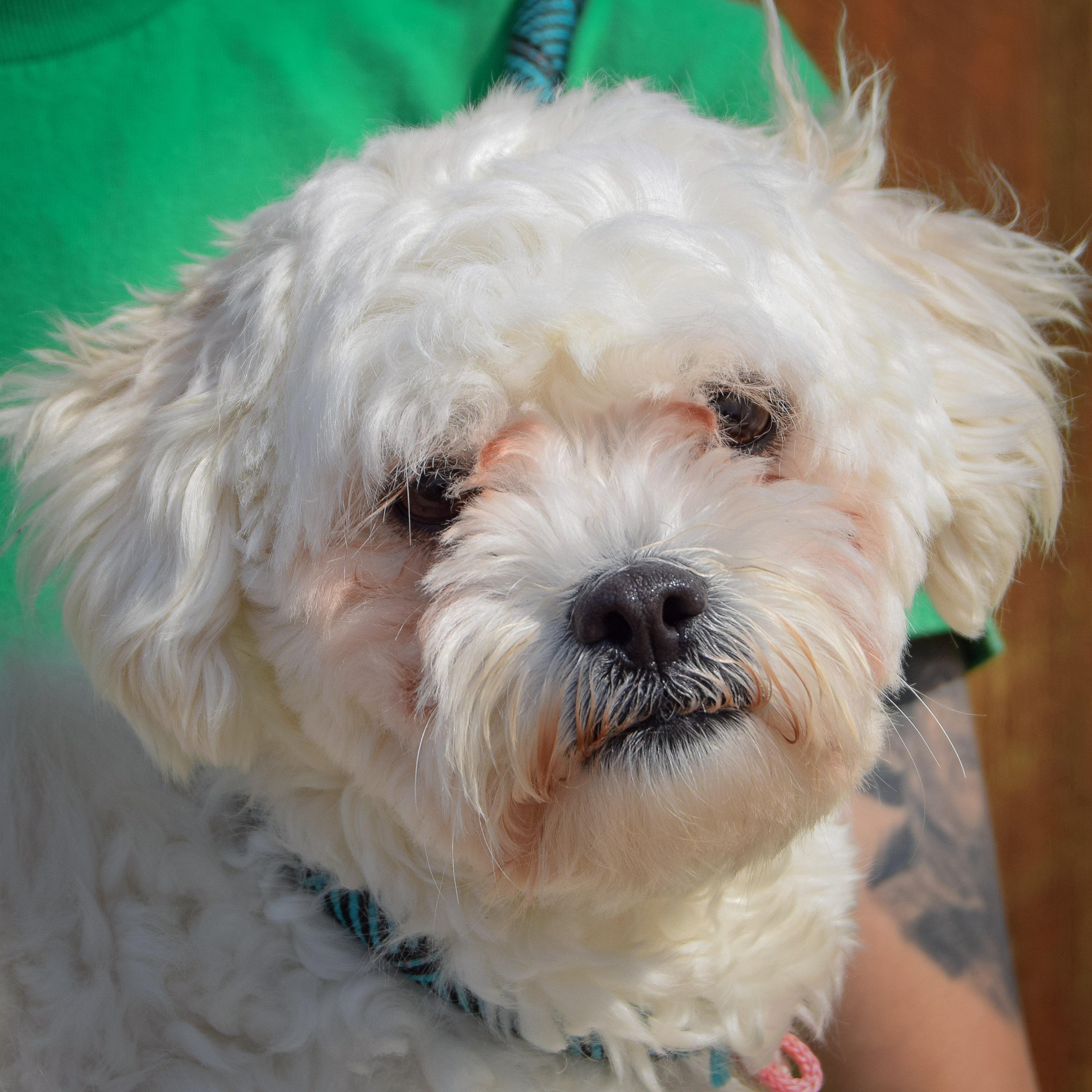 Enlarge Tofu, an adopted mixed breed in Huntley, IL image 1/5