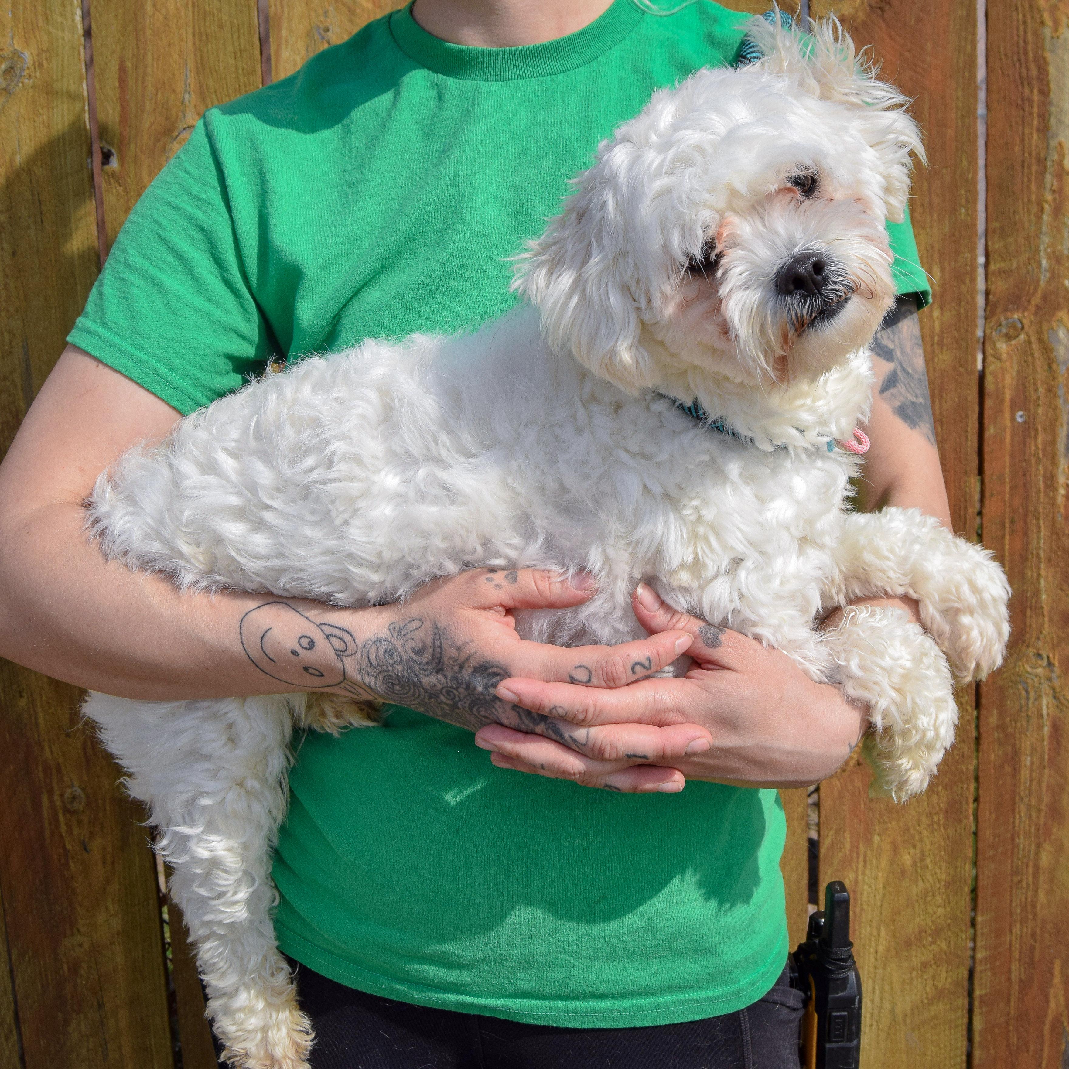 Enlarge Tofu, an adopted mixed breed in Huntley, IL image 2/5