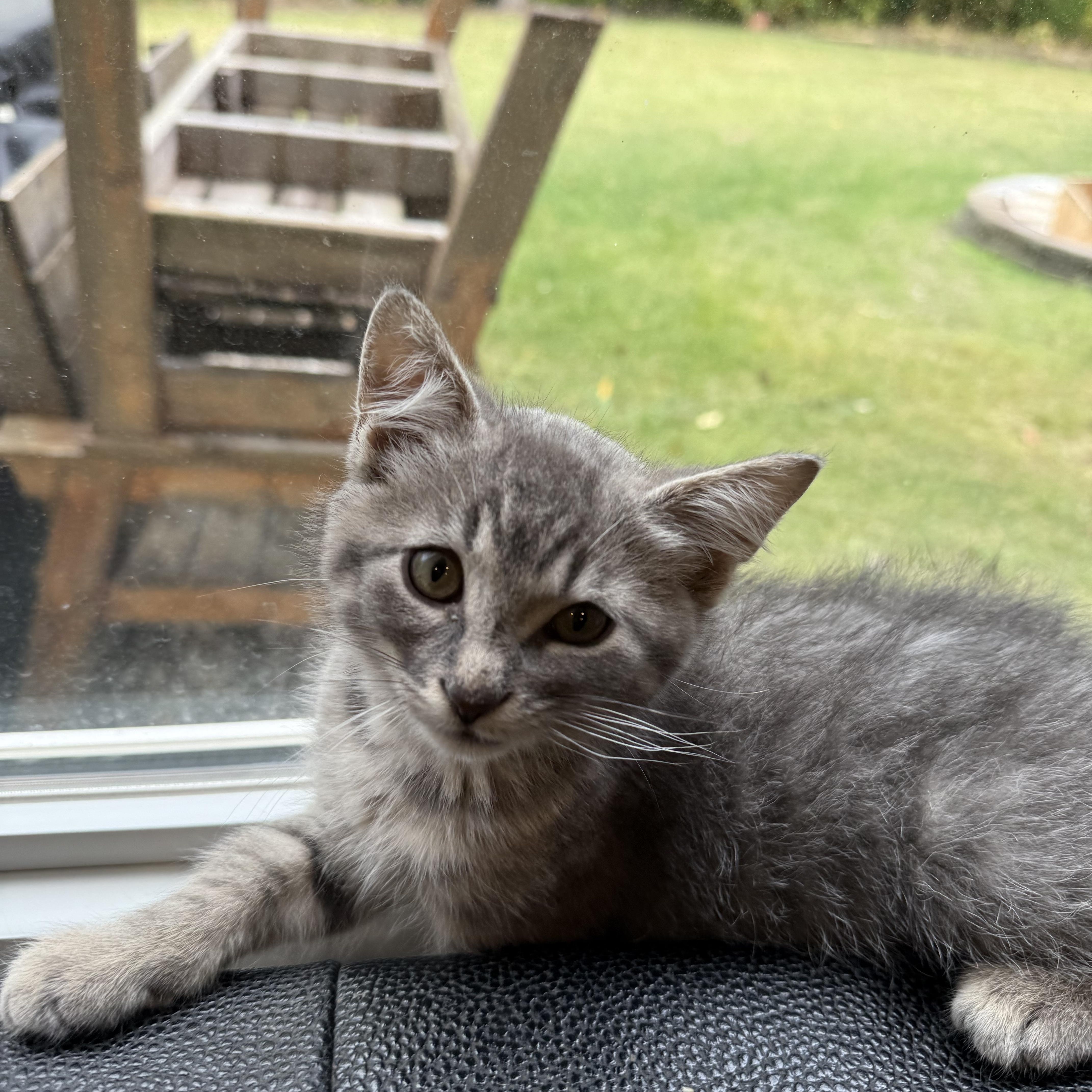 Enlarge Captain, an adopted Domestic Short Hair in Rochester Hills, MI image 1/4