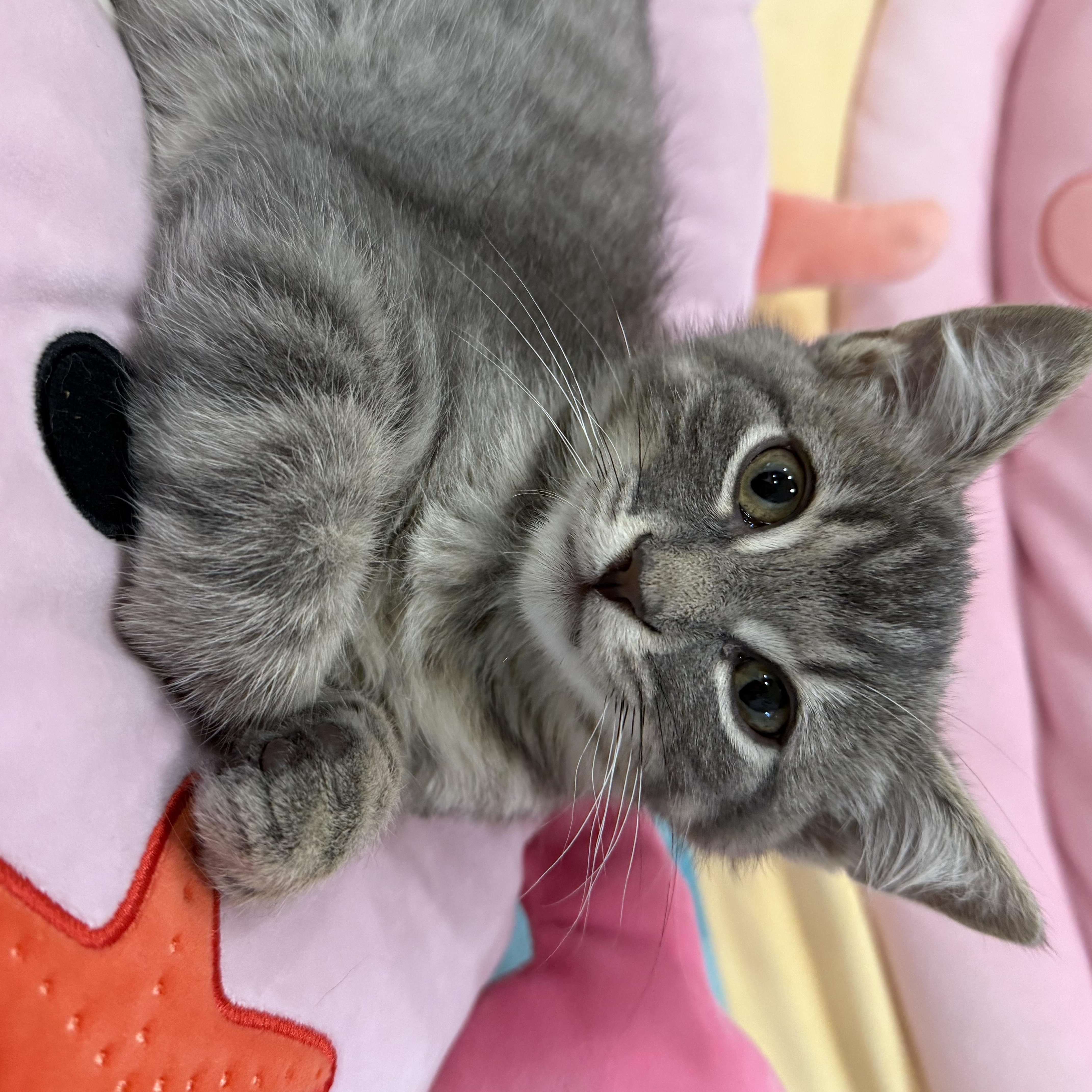 Enlarge Captain, an adopted Domestic Short Hair in Rochester Hills, MI image 2/4