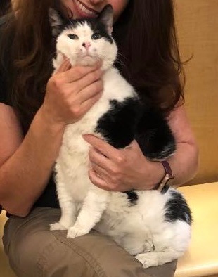 Enlarge Luna, a Adopted Domestic Medium Hair in Jackson, NJ image 1/2