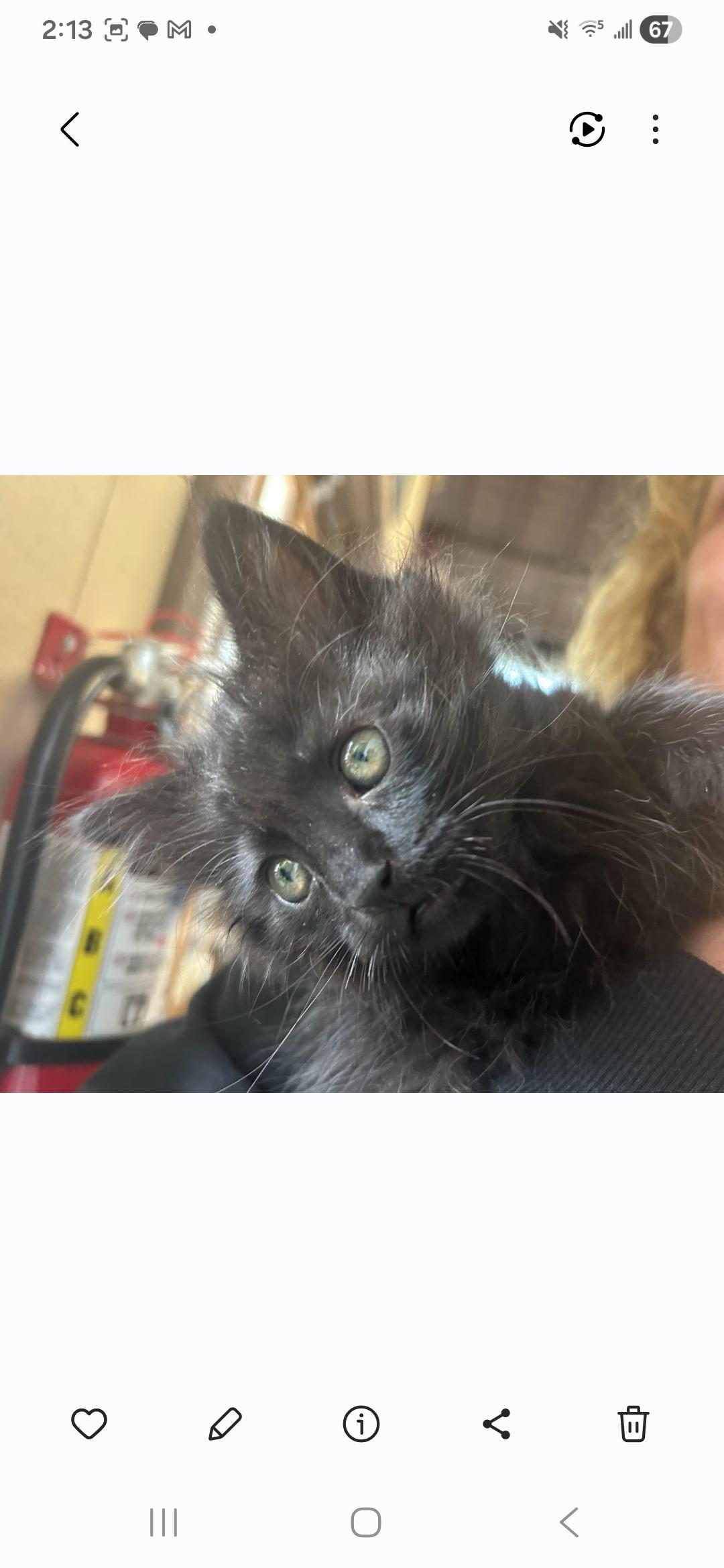 Wazowski, Adopted, Young Male Domestic Long Hair.