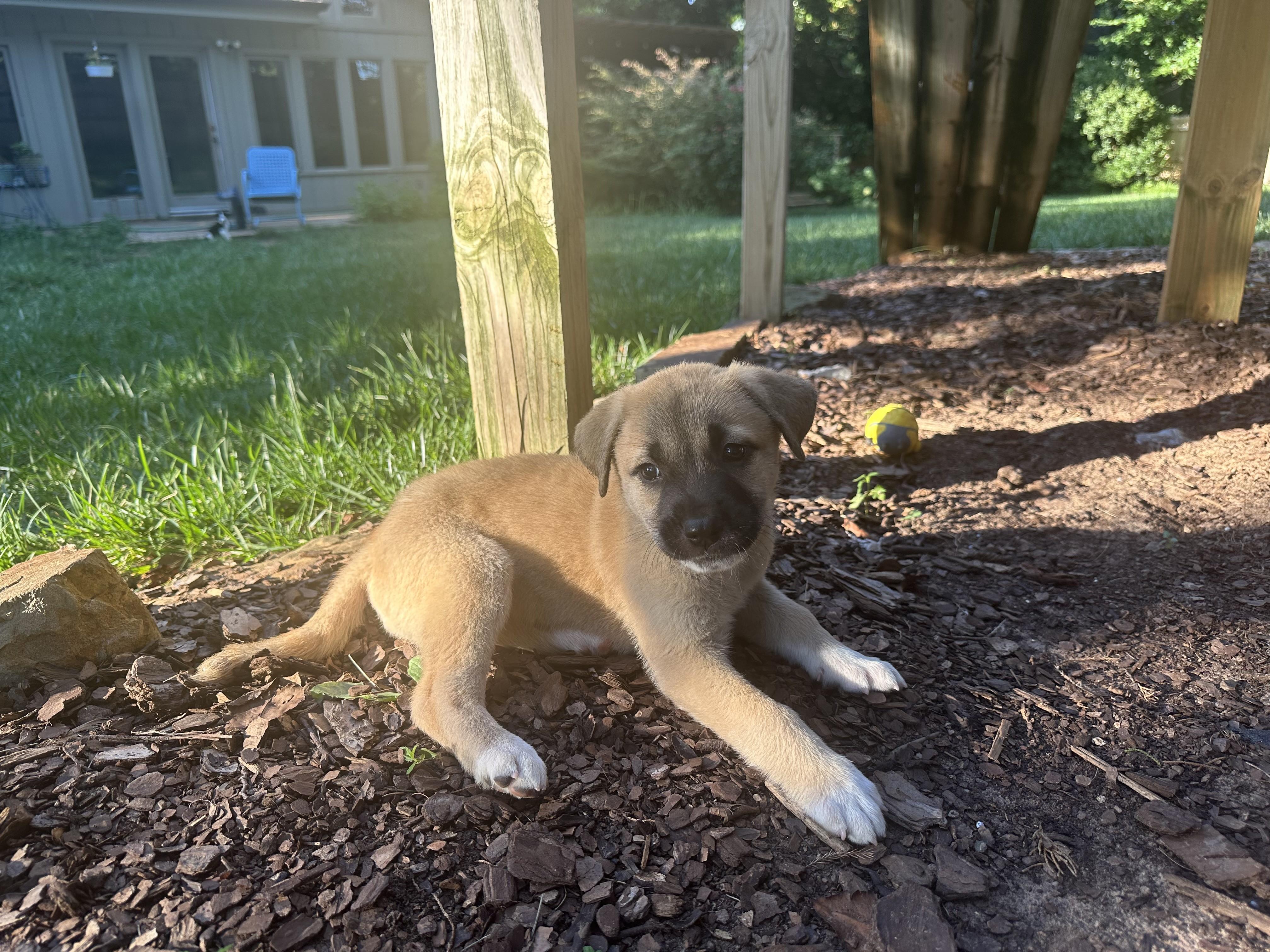 Shai