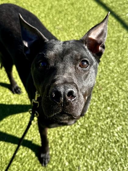 Tick, Adoptable, Adult Male Mixed Breed & Mixed Breed.