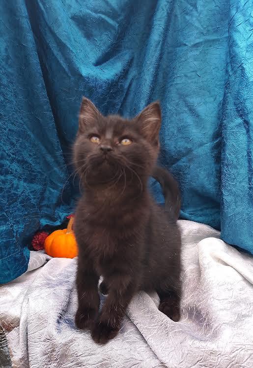 Enlarge Luna Tuna #444, a Adopted Domestic Short Hair in Nichols, NY image 1/2