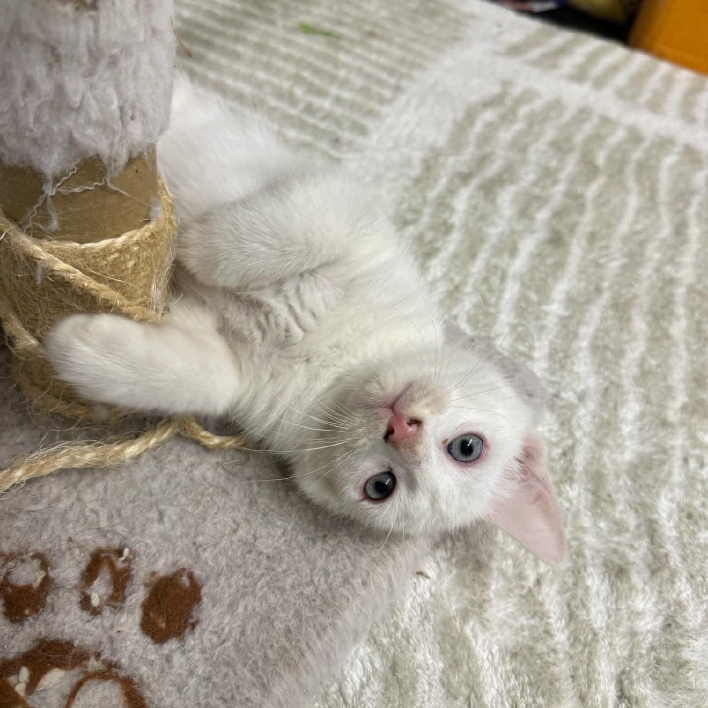 Einstein, an adoptable Domestic Short Hair in Port Washington, WI image 4/6