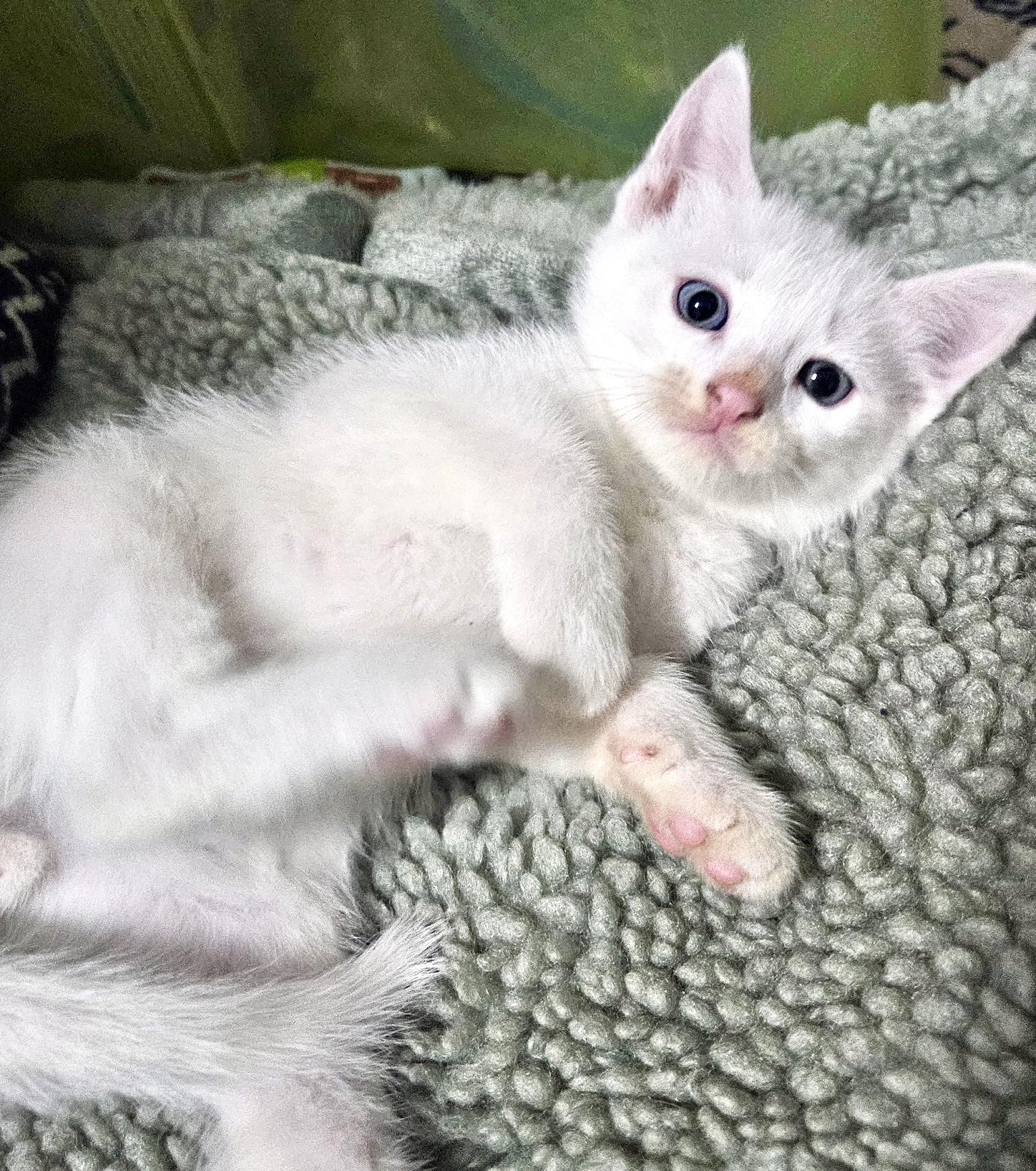 Einstein, an adoptable Domestic Short Hair in Port Washington, WI image 5/6