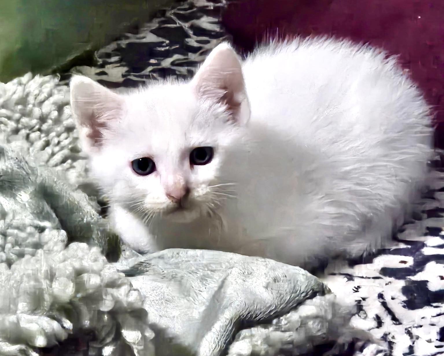 Einstein, an adoptable Domestic Short Hair in Port Washington, WI image 6/6