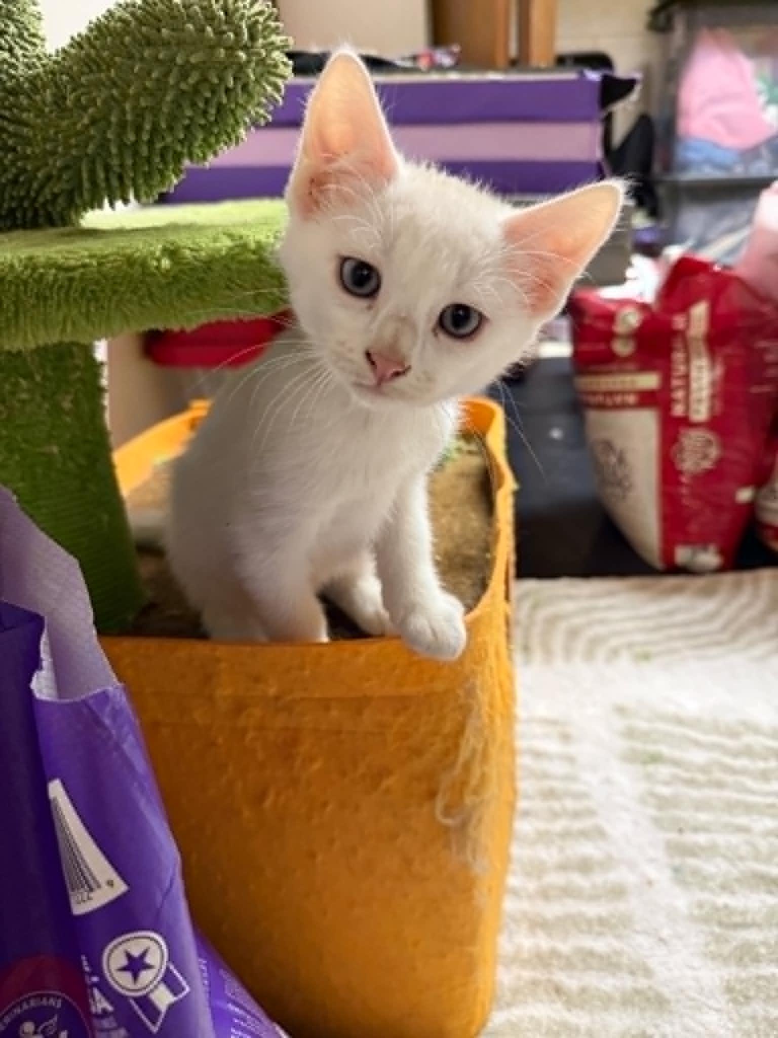 Einstein, adoptable, Kitten Male Domestic Short Hair.
