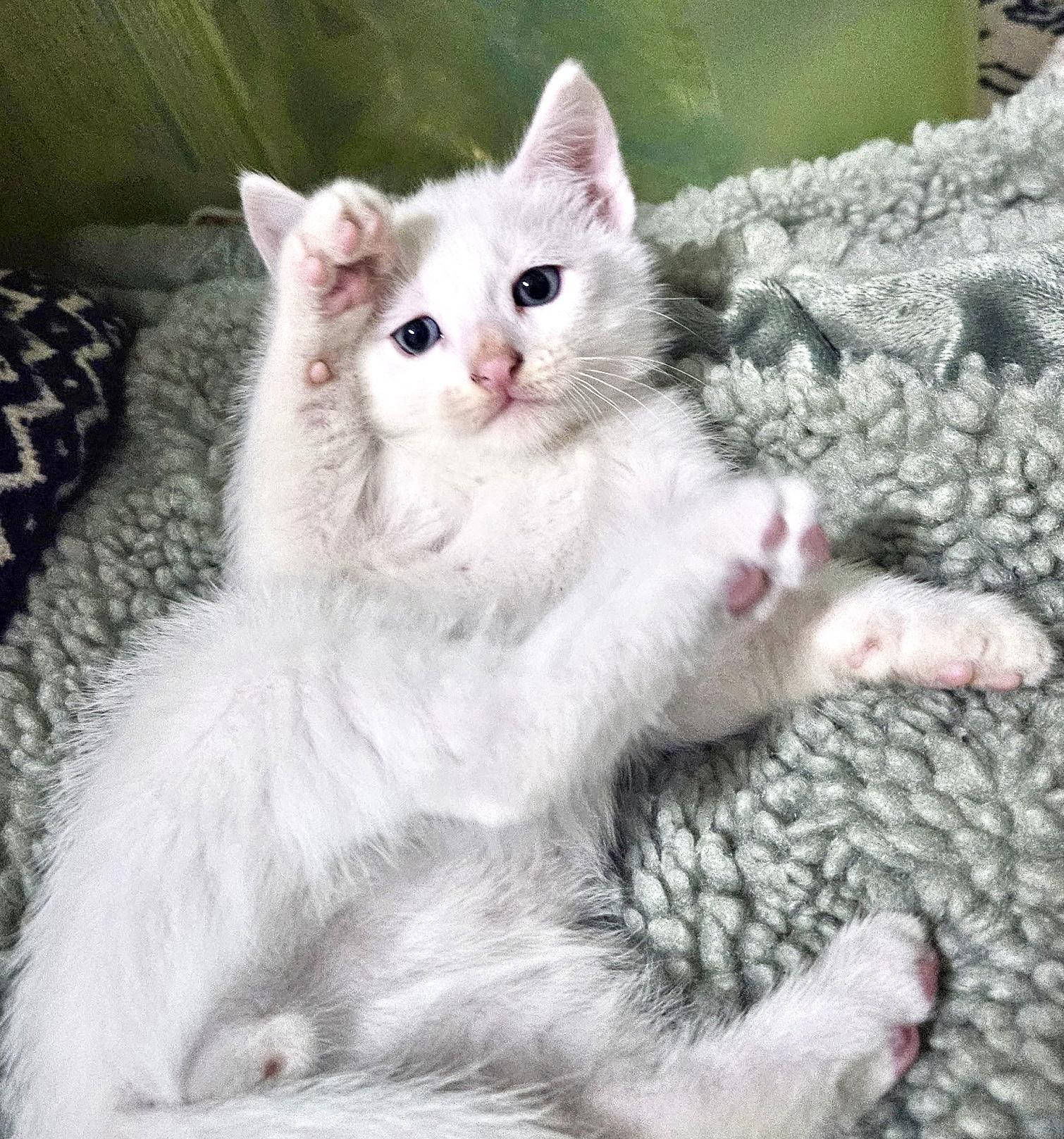 Einstein, an adoptable Domestic Short Hair in Port Washington, WI image 3/6