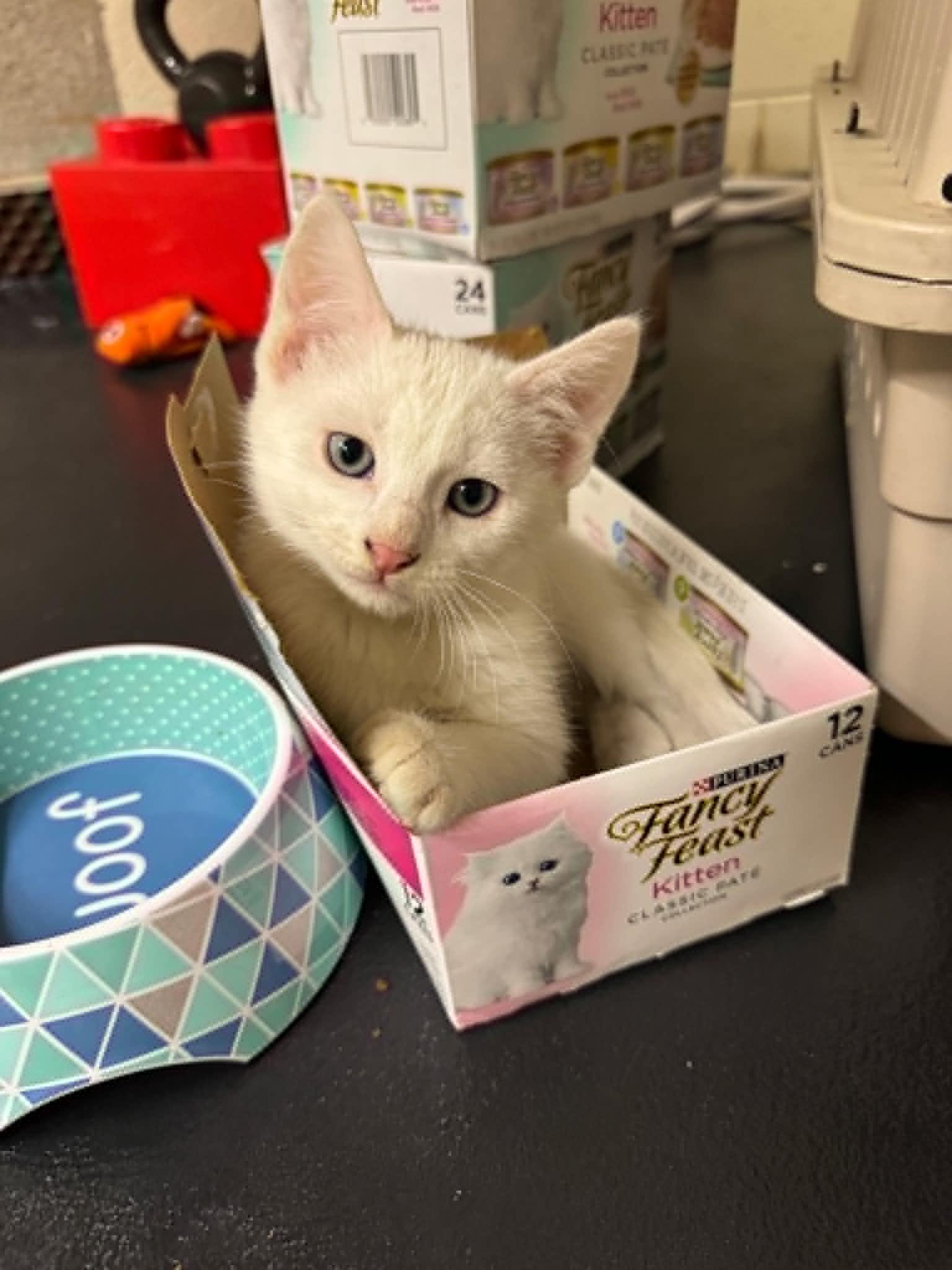Einstein, an adoptable Domestic Short Hair in Port Washington, WI image 2/6