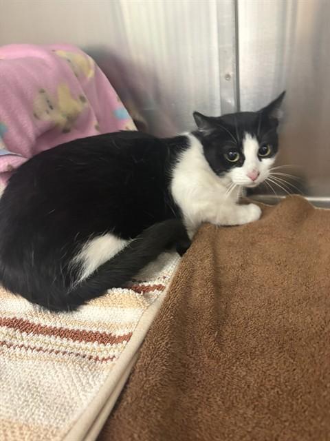 Enlarge KIMI, a Adoptable Domestic Short Hair in Minneapolis, MN image 1/1