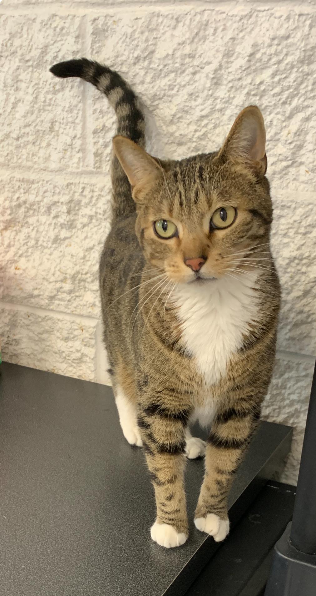 Boots, ADOPTABLE, Adult Male Domestic Short Hair.