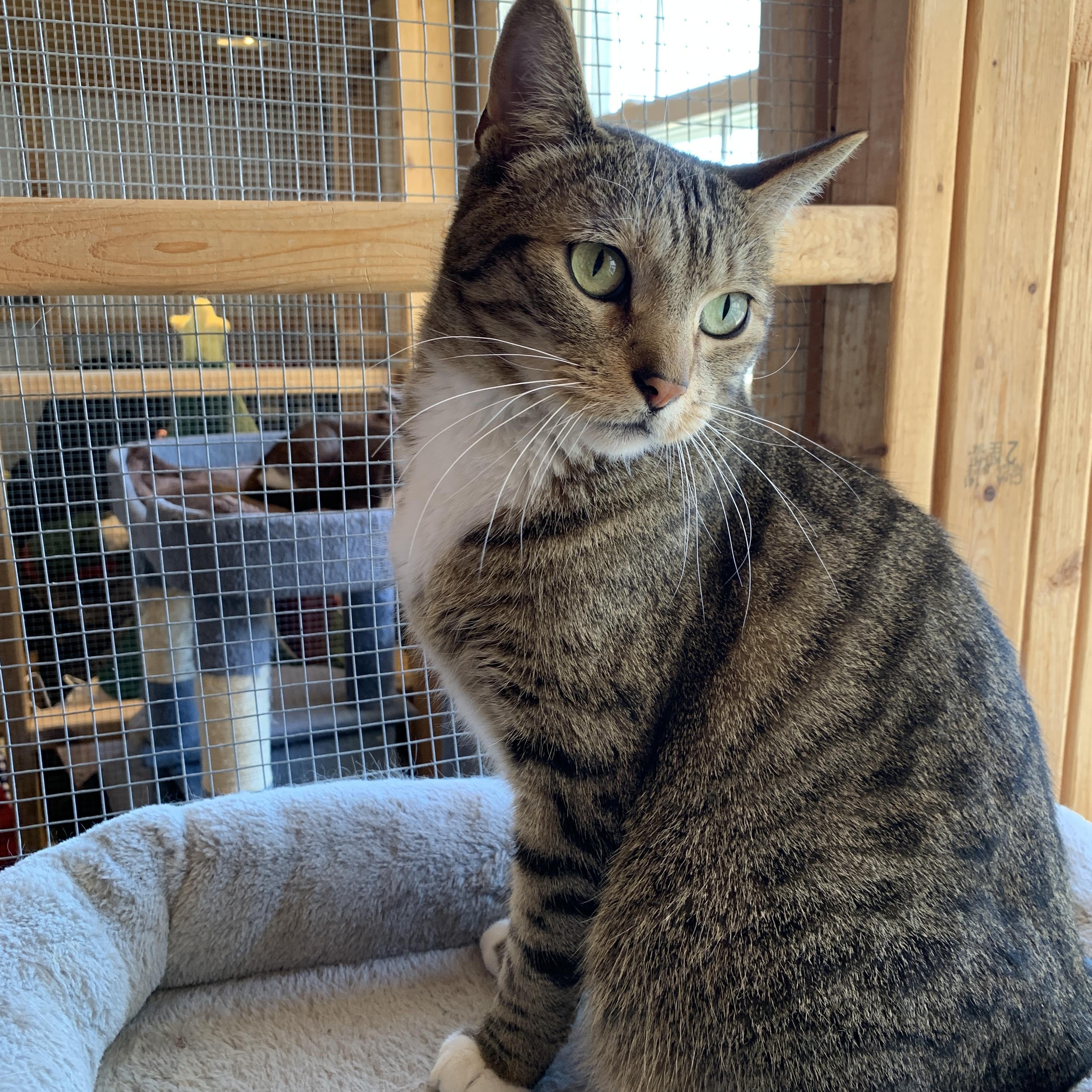 Boots, a ADOPTABLE Domestic Short Hair in Saint Charles, MO image 2/2