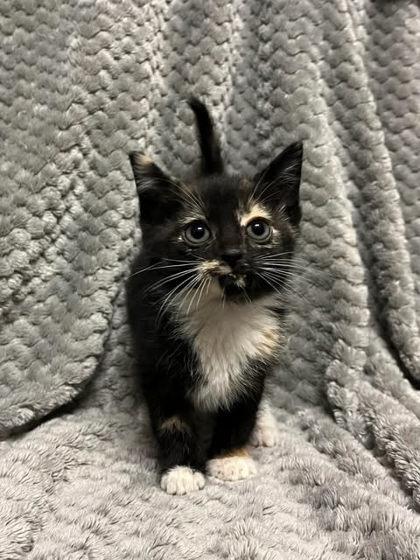 Mermaid, Adoptable, Adult Female Domestic Short Hair & Domestic Short Hair.