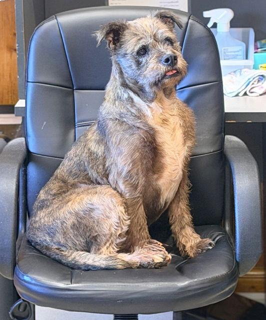 Enlarge Bella, a Adopted Terrier in Raleigh, NC image 1/3