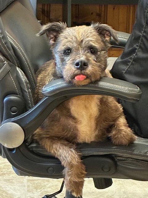 Enlarge Bella, a Adopted Terrier in Raleigh, NC image 2/3