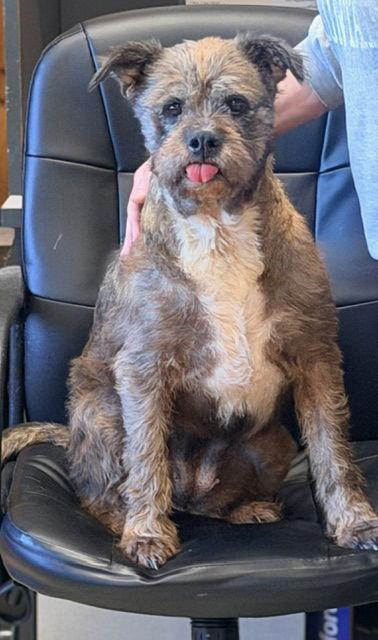 Enlarge Bella, a Adopted Terrier in Raleigh, NC image 3/3