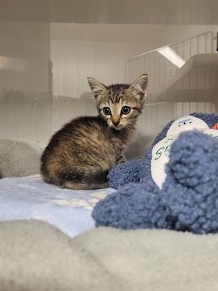 Phoenix, Adoptable, Kitten Female Domestic Short Hair & Domestic Short Hair.
