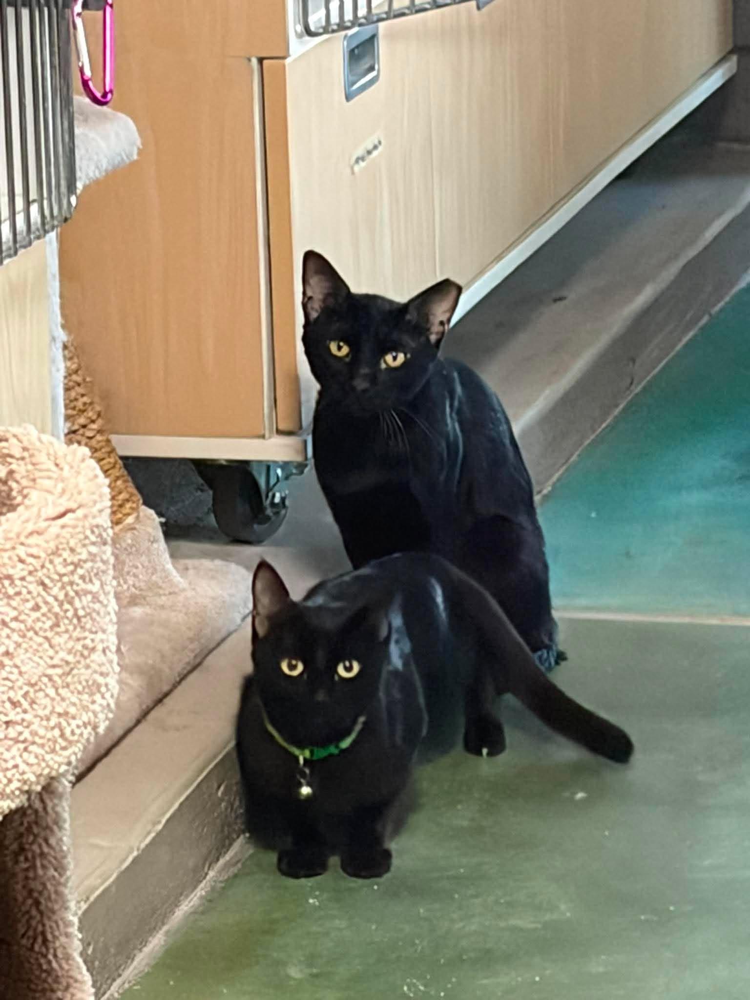 Licorice, an adoptable Domestic Short Hair in Phoenix, AZ image 6/6
