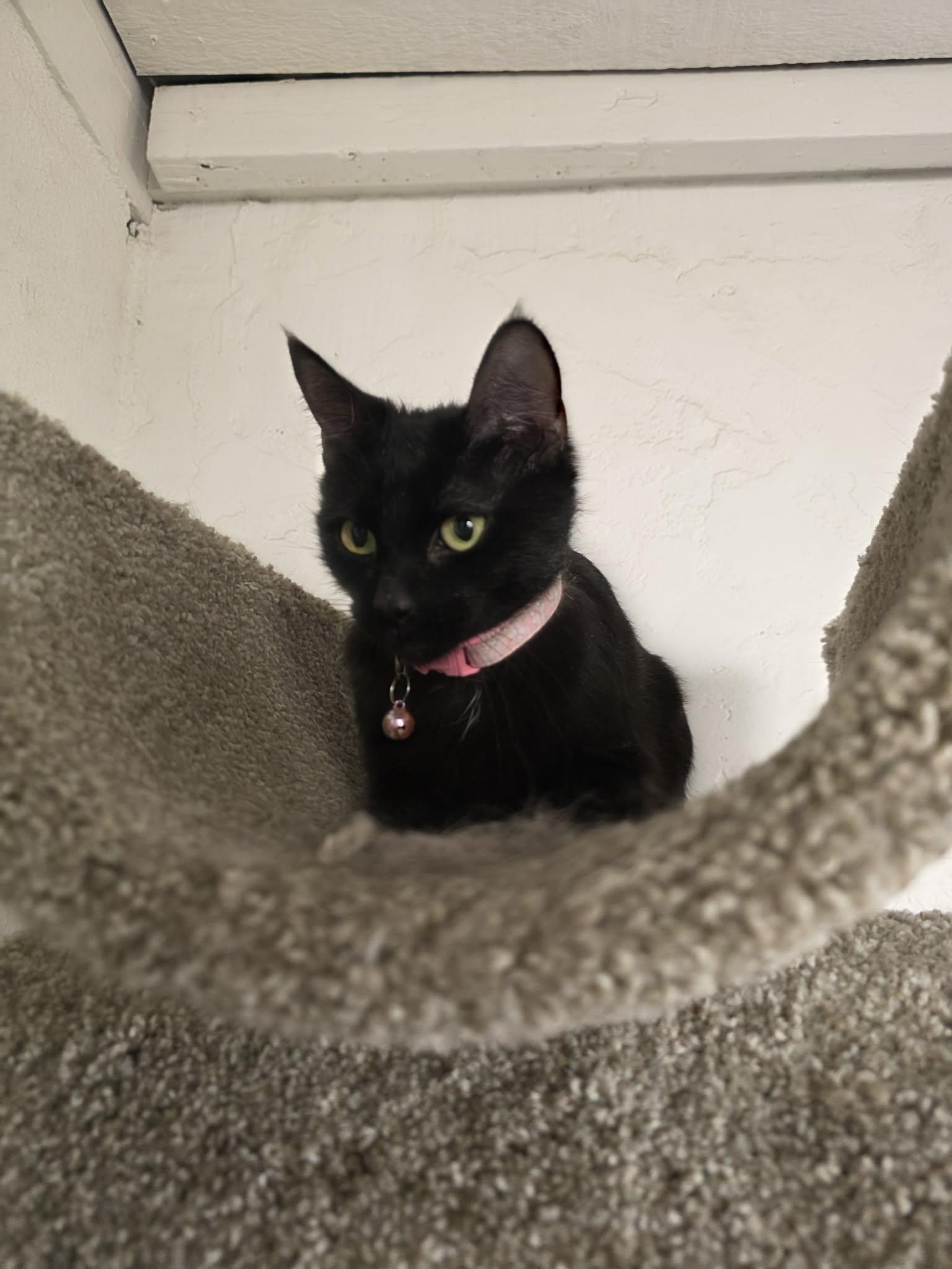 Enlarge Licorice, an adoptable Domestic Short Hair in Phoenix, AZ image 5/6