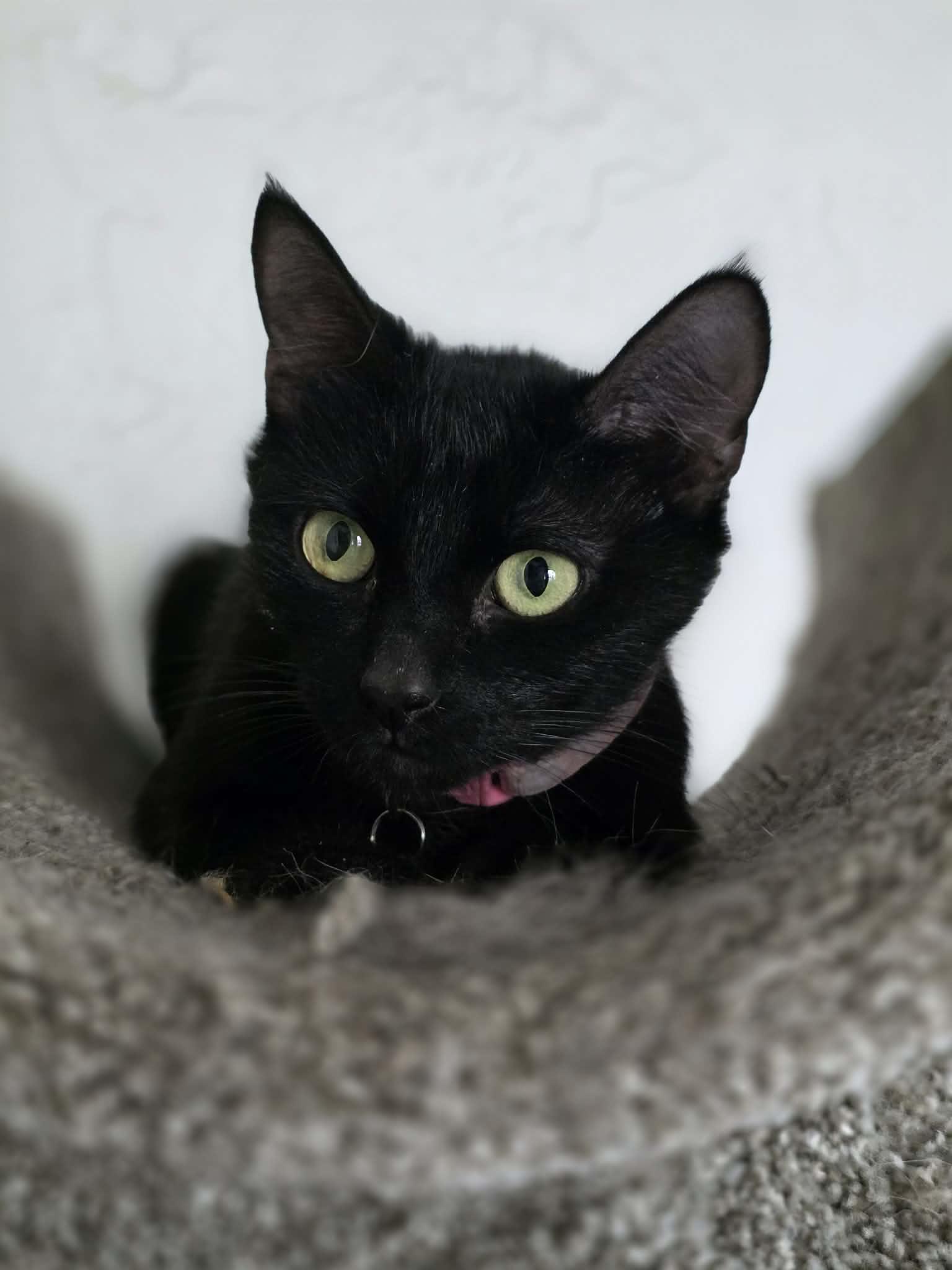 Enlarge Licorice, an adoptable Domestic Short Hair in Phoenix, AZ image 1/6